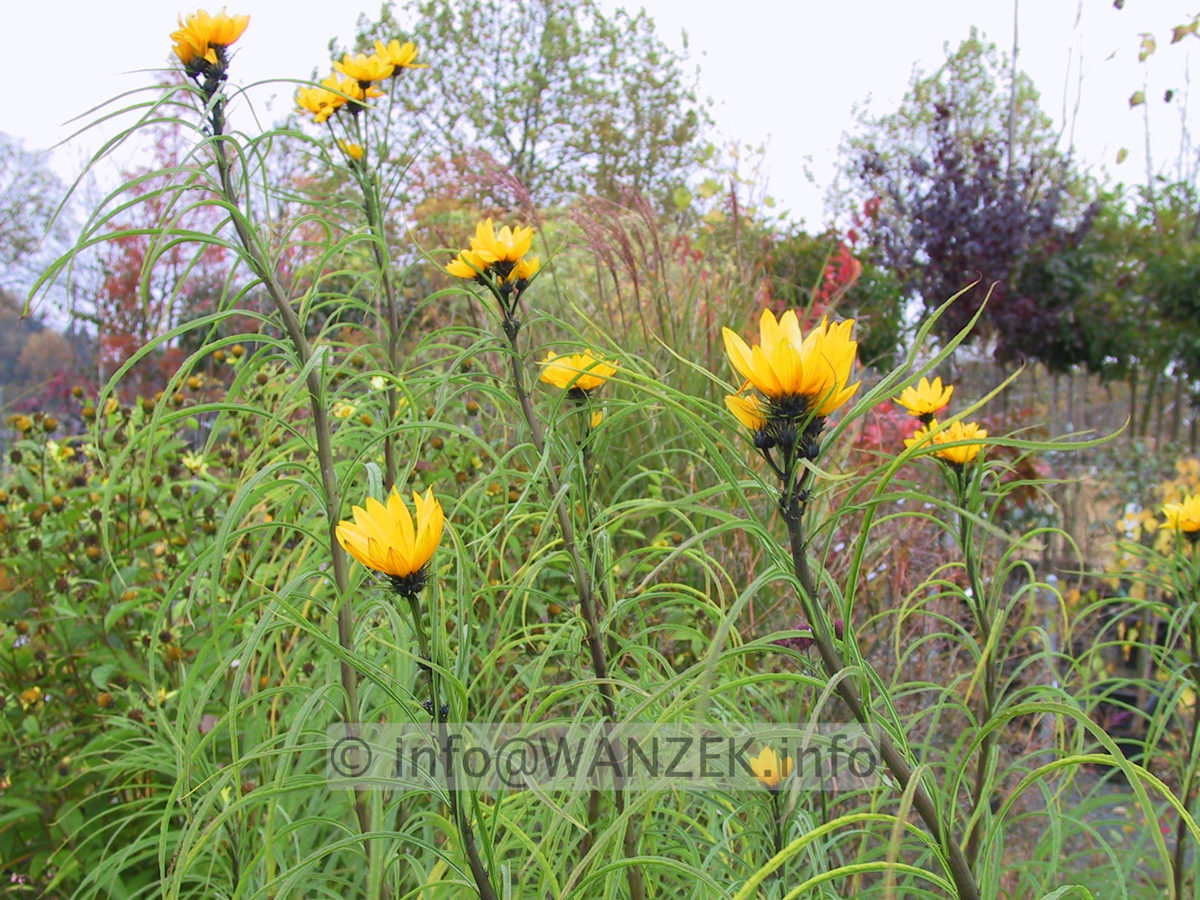 Helianthus salicifolius - Blueten.JPG